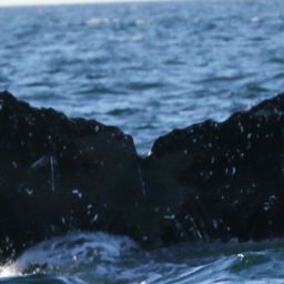 Fluke of CRC-12233