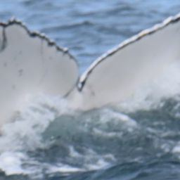 Fluke of HW-MN0804501