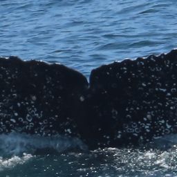 Fluke of HW-MN0804503