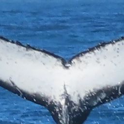 Fluke of HW-MN0804504
