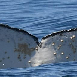 Fluke of HW-MN0804505