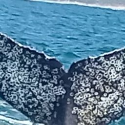 Fluke of HW-MN0804507