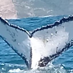 Fluke of HW-MN0804508
