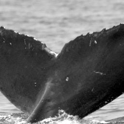 Fluke of CRC-15722