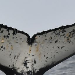 Fluke of HW-MN0804510
