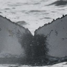 Fluke of HW-MN0804511