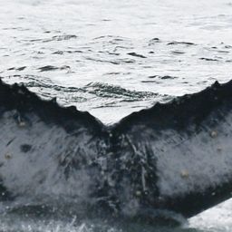 Fluke of HW-MN0804516