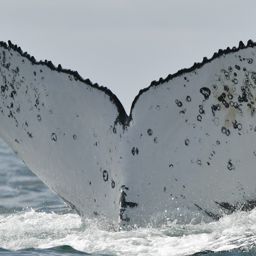 Fluke of HW-MN0804521