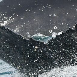 Fluke of HW-MN0804523