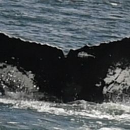 Fluke of HW-MN0804526