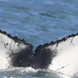Fluke of HW-MN0804527