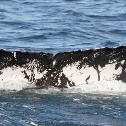 Fluke of CRC-10779