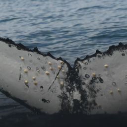 Fluke of HW-MN0804530