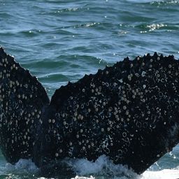 Fluke of HW-MN0804534