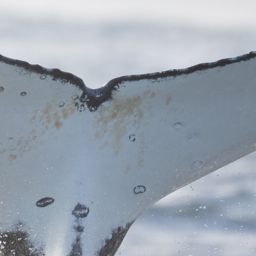 Fluke of HW-MN0804547