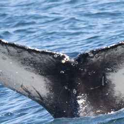 Fluke of HW-MN0804548