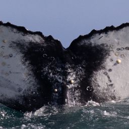 Fluke of HW-MN0804549