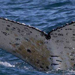 Fluke of HW-MN0804550