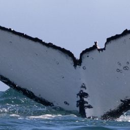 Fluke of HW-MN0804551