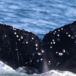 Fluke of HW-MN0804554