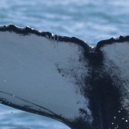 Fluke of HW-MN0804555