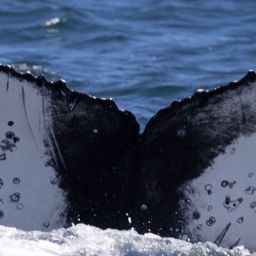 Fluke of HW-MN0804558