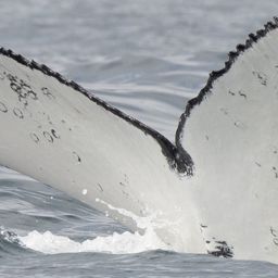 Fluke of HW-MN0804563
