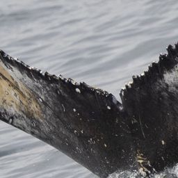 Fluke of HW-MN0804564