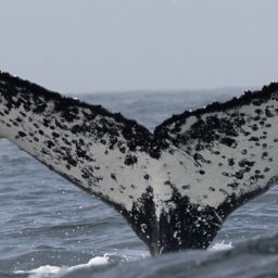 Fluke of HW-MN0804566