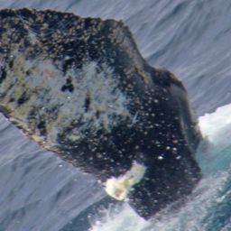 Fluke of Ports