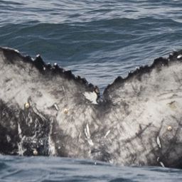 Fluke of HW-MN0804561
