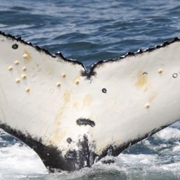 Fluke of HW-MN0804567