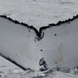 Fluke of HW-MN0804559