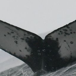 Fluke of HW-MN0804573
