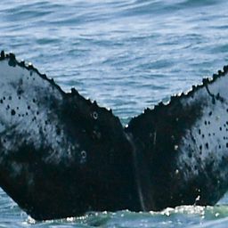 Fluke of HW-MN0804579