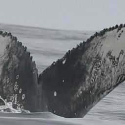 Fluke of HW-MN0804581