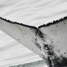 Fluke of HW-MN0804585