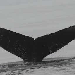Fluke of CRC-16770