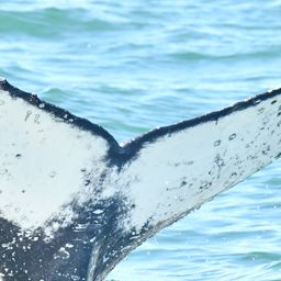 Fluke of HW-MN0804589