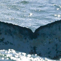 Fluke of HW-MN0804590