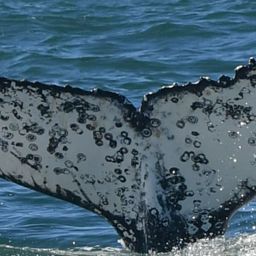 Fluke of HW-MN0804596