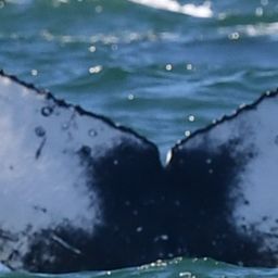 Fluke of HW-MN0804600