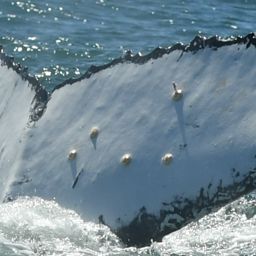 Fluke of HW-MN0804602