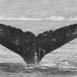 Fluke of CRC-9052
