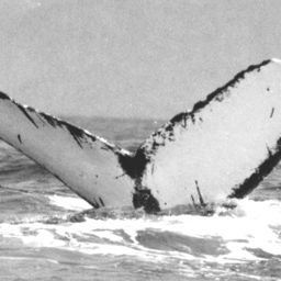 Fluke of CRC-10002