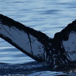 Fluke of HW-MN0524217