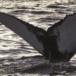 Fluke of HW-MN0200642
