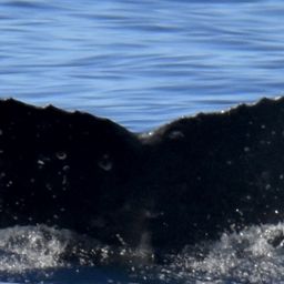 Fluke of HW-MN0444871