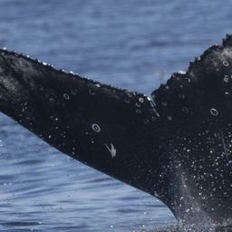 Fluke of HW-MN0503669