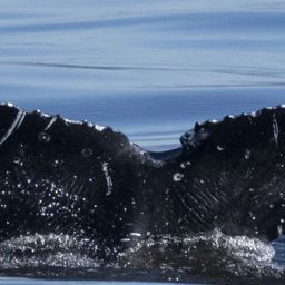 Fluke of Finneas Notch